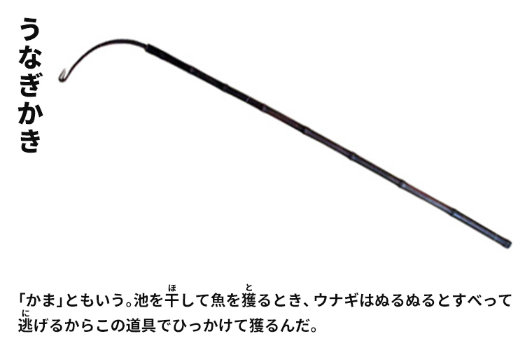 うなぎかき　「かま」ともいう。池を干して魚を獲るとき、ウナギはぬるぬるとすべって逃げるからこの道具でひっかけて獲るんだ。